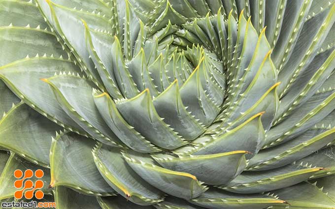 أفضل ثيمات ويندوز 10 Fibonacci Sequence