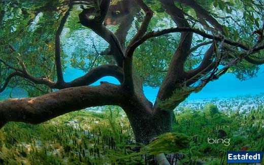 تحميل خلفيات للكمبيوتر _10 Bing Wallpaper Archive